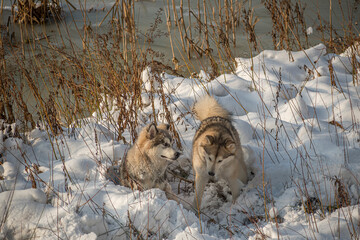 Funny expressions of two Northern dogs. Alaskan Malamutes playing in a snowy meadow on a frozen Neris riverside, Lithuania. Selective focus on the pets, blurred background.