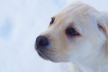 Happy labrador puppy having fun outdoors during foggy winter day