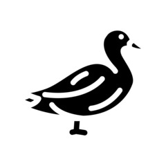 duck farm bird glyph icon vector. duck farm bird sign. isolated contour symbol black illustration