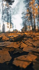 autumn in the forest