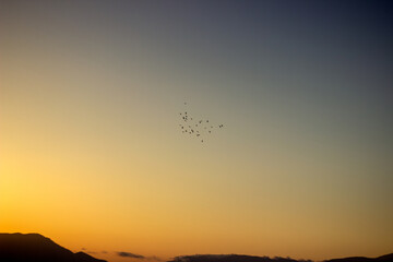 Birds flying sky while sunset