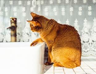 물장난 하는 세면대에서의 고양이