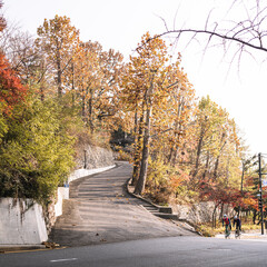 가을날 노을 비치는  단풍들의 모습과 길