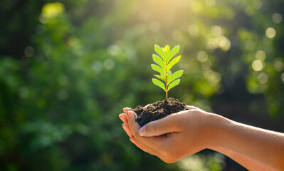 In the hands of trees growing seedlings. Bokeh green Background Female hand holding tree on nature...