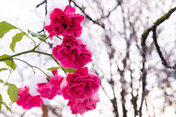 rosarote Rose mit Schnee bedeckt freigestellt 
