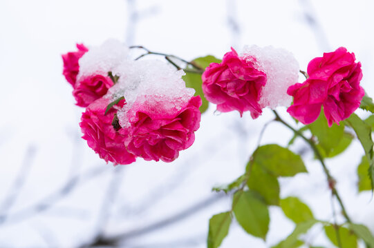 rosarote Rose mit Schnee bedeckt freigestellt