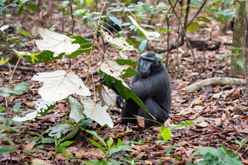 Trip around Sulawesi and the Tongkoko National Palk, Mount and jungle