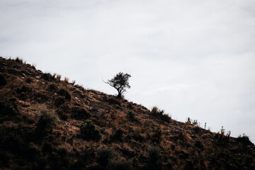 silhouette of a tree in the sky