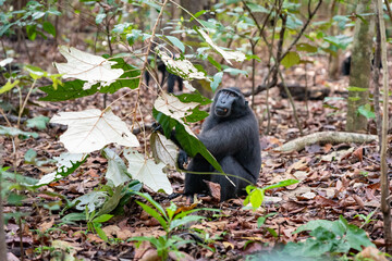 Trip around Sulawesi and the Tongkoko National Palk, Mount and jungle
