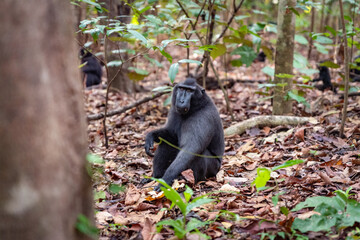 Trip around Sulawesi and the Tongkoko National Palk, Mount and jungle