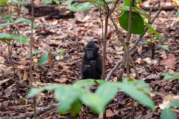 Trip around Sulawesi and the Tongkoko National Palk, Mount and jungle