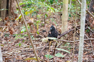 Trip around Sulawesi and the Tongkoko National Palk, Mount and jungle