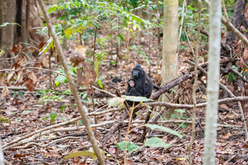 Trip around Sulawesi and the Tongkoko National Palk, Mount and jungle