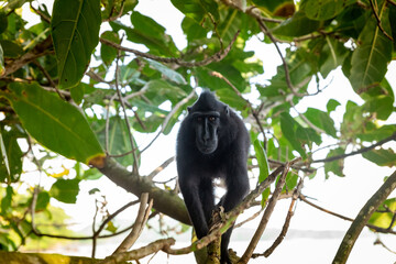 Trip around Sulawesi and the Tongkoko National Palk, Mount and jungle