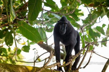 Trip around Sulawesi and the Tongkoko National Palk, Mount and jungle