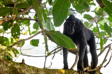 Trip around Sulawesi and the Tongkoko National Palk, Mount and jungle
