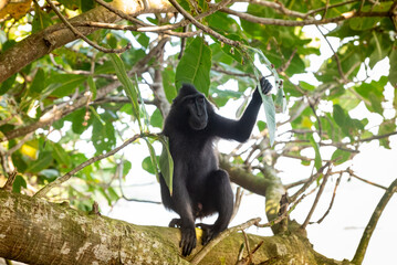 Trip around Sulawesi and the Tongkoko National Palk, Mount and jungle