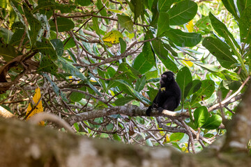 Trip around Sulawesi and the Tongkoko National Palk, Mount and jungle