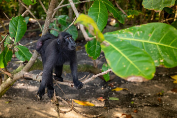 Trip around Sulawesi and the Tongkoko National Palk, Mount and jungle