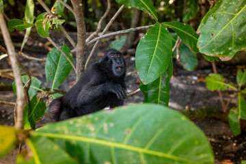 Trip around Sulawesi and the Tongkoko National Palk, Mount and jungle
