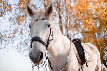 Big white horse isstanding at the field after riding. Equestrian and horse riding concept