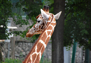 Head of a Giraffe in Open Zoo