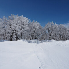 深く積もった雪と樹氷。雪山の風景。