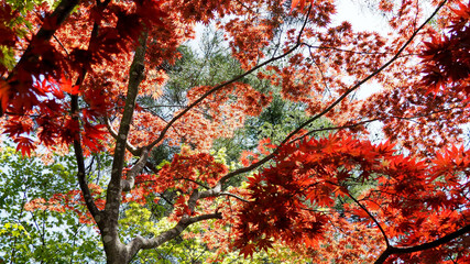 赤く燃える紅葉