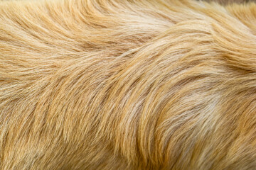 brown dog fur texture close-up beautiful abstract fur background