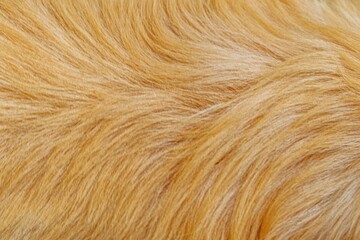 brown dog fur texture close-up beautiful abstract fur background