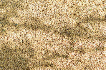 Shadow Sunlight Branches Leaves On Abstract Brown Paddy Grain Background Texture
