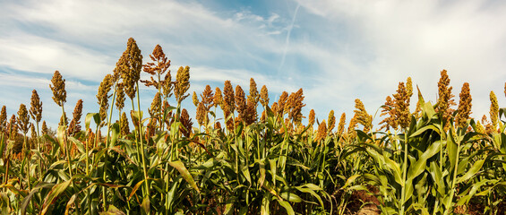 Biofuel and new boom Food, Sorghum Plantation industry. Field of Sweet Sorghum stalk and seeds in...