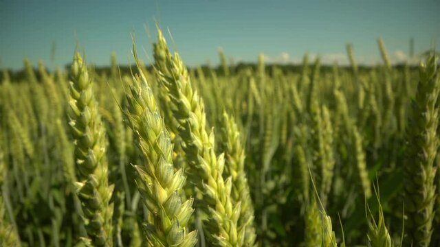 ears of wheat on the field a during sunset. wheat agriculture harvesting agribusiness concept. walk in large wheat field. large harvest of wheat in summer on the field landscape lifestyle