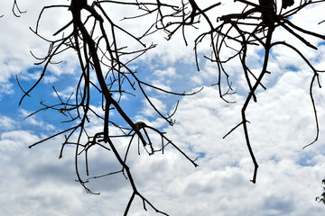 Dry Branches Abstract Nature White Clouds Sky Background