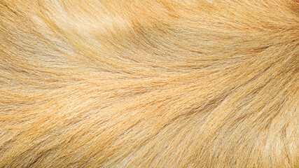 brown fur texture close-up beautiful abstract fur background