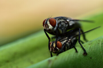 Male and female black-eyed flies are naturally reproductive on green leaves, blurred background, Diptera.