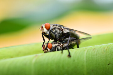 Male and female flies are fertilizing naturally on a beautiful blurred background of green leaves.