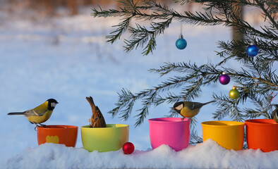 Funny tits and sparrows eat from colorful bird feeders near Christmas tree. Holiday Christmas and...