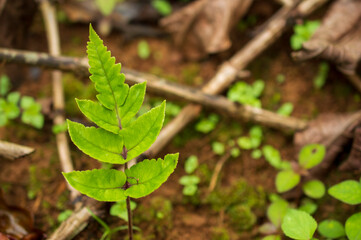 A wild plant leaf is in focus