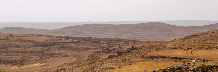 Shepherd with his sheep in a landscape at King's Highway in Jordan. The King’s Highway was a trade route of vital importance in the ancient Near East, connecting Africa with Mesopotamia.