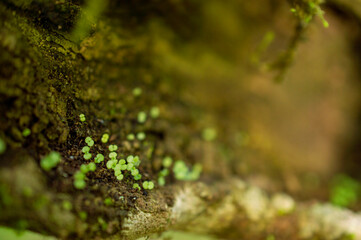 Small green wild plants in focus on a tree bark forming a beautiful background.