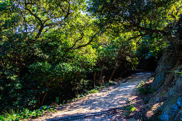 緑が生える山道の風景