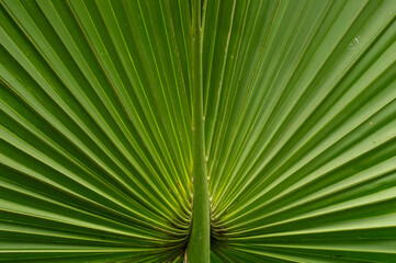 Obraz premium Green palm leaves resembling a peacock with the raised tail in focus