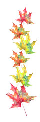 Maple leaves. Painted by hand in watercolor