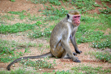 Sri Lanka, wild monkeys in nature
