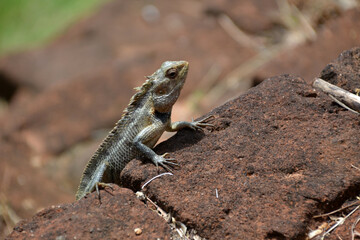 Sri Lanka, a lizard basks on a rock
