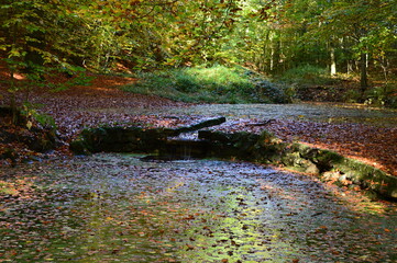 Herbst im Tal Bohlenbach, Walsrode, Niedersachsen