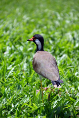 a bird with a red beak and long legs