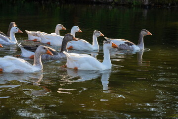 Domestic geese swim in the water. A flock of white beautiful geese in the river