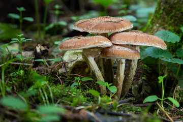 Group of edible wild mushrooms - honey agaric. Family of mushrooms. Fairy forest, the soft moss